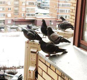 Как избавиться от голубей: на балконе, подоконнике или крыше