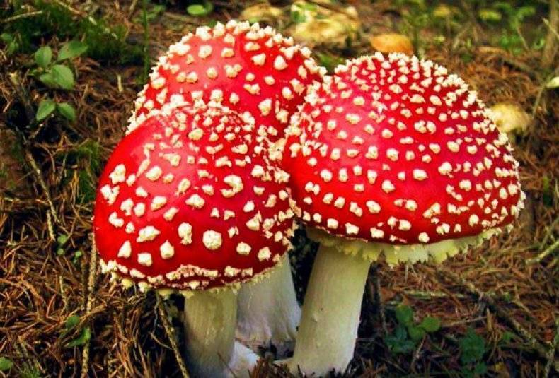 Мухомор красный (amanita muscaria): лекарственный гриб под ногами