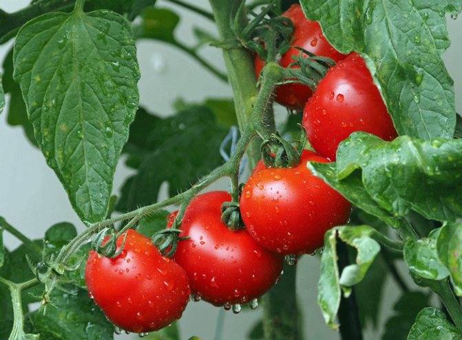 К чему снятся красные помидоры: много, на кустах, свежие, сонник