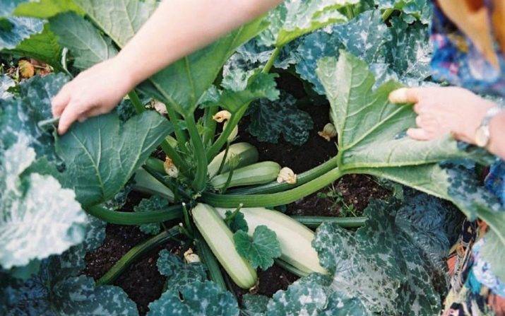 Совет садовода, как получить ранний урожай кабачков, фото