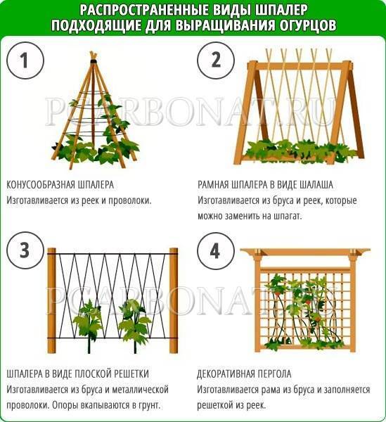 Все правила выращивания огурцов в открытом грунте