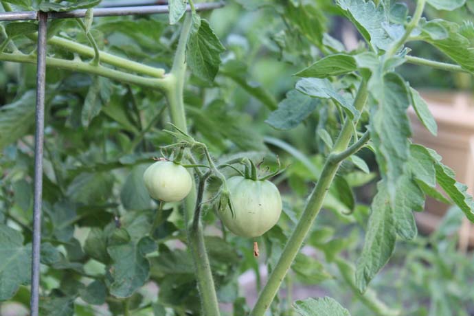 Как правильно подкормить томаты дрожжами в теплице, в открытом грунте видео