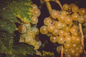 Виноград «подарок запорожью»: особенности и уход
