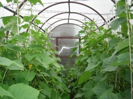 Огурцы в теплице: разбор технологии выращивания + советы от огородников