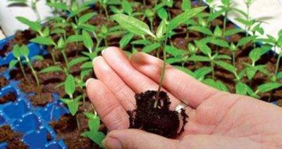 Выращивание рассады цветной капусты в домашних условиях