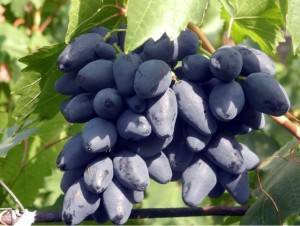 Виноград ромбик: описание и характеристики сорта, выращивание и уход с фото