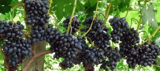 Виноград ромбик: характеристика и описание сорта, посадка и уход