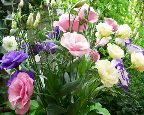 Эустома (64 фото): выращивание цветка лизиантус, похожего на розу, уход в открытом грунте, посадка на урале, в саду и на даче