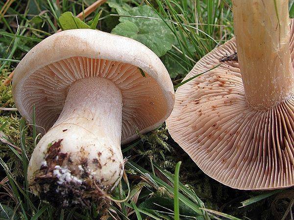 Ядовитые грибы: названия несъедобных, описание, какие самые опасные, фото