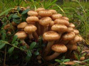 Какие грибы растут в свердловской области: названия, фото и описание