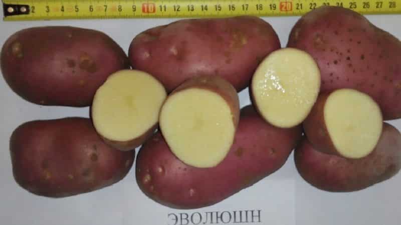 Картофель эволюшн: характеристика и способы выращивания