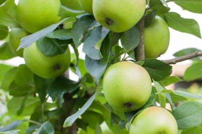 Характеристика уральского сорта яблони краса свердловска