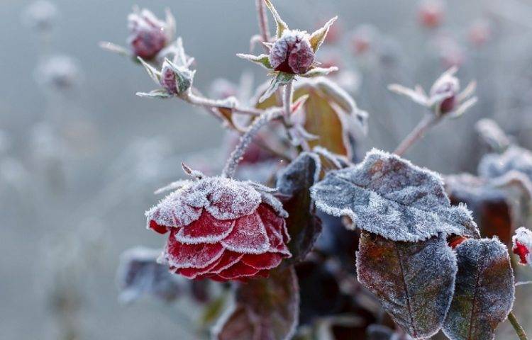 Подготовка садовых роз к зиме: обрезка, обработка, способы укрытия