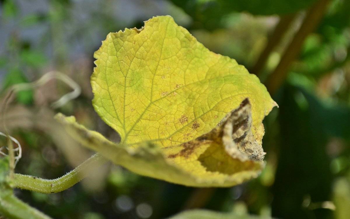 Желтеют листья у огурцов на подоконнике: причины, лечение