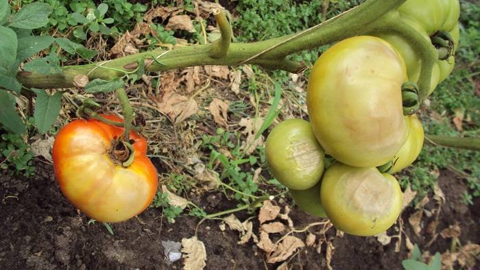 Болезни рассады томатов: возбудители и симптомы, фото и описание, лечение и профилактика