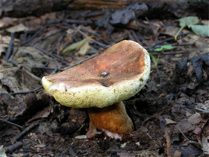 ✅ каштановый гриб фото и описание - питомник46.рф