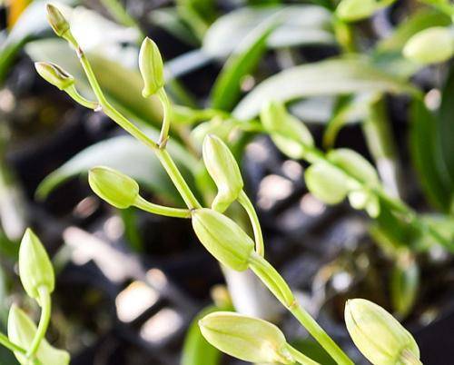 Светолюбивое или тенелюбивое растение орхидея? какое освещение требуется цветку?