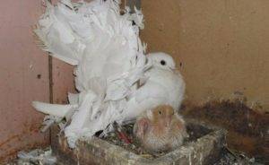 Разведение и уход за голубями породы павлин