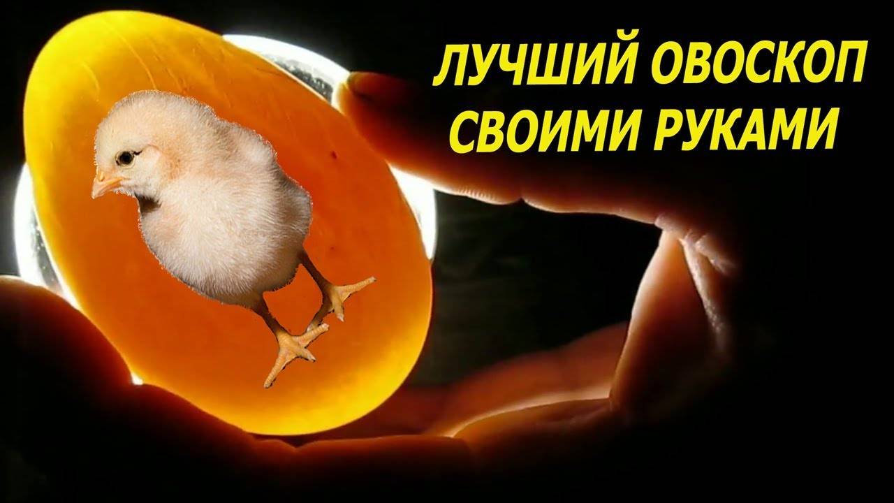 Овоскопирование яиц: как сделать овоскоп своими руками за 5 минут