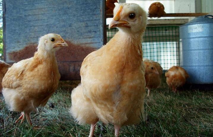 Определяем пол цыпленка: как отличить петушка от курочки в суточном, недельном и месячном возрасте | golubevod.net