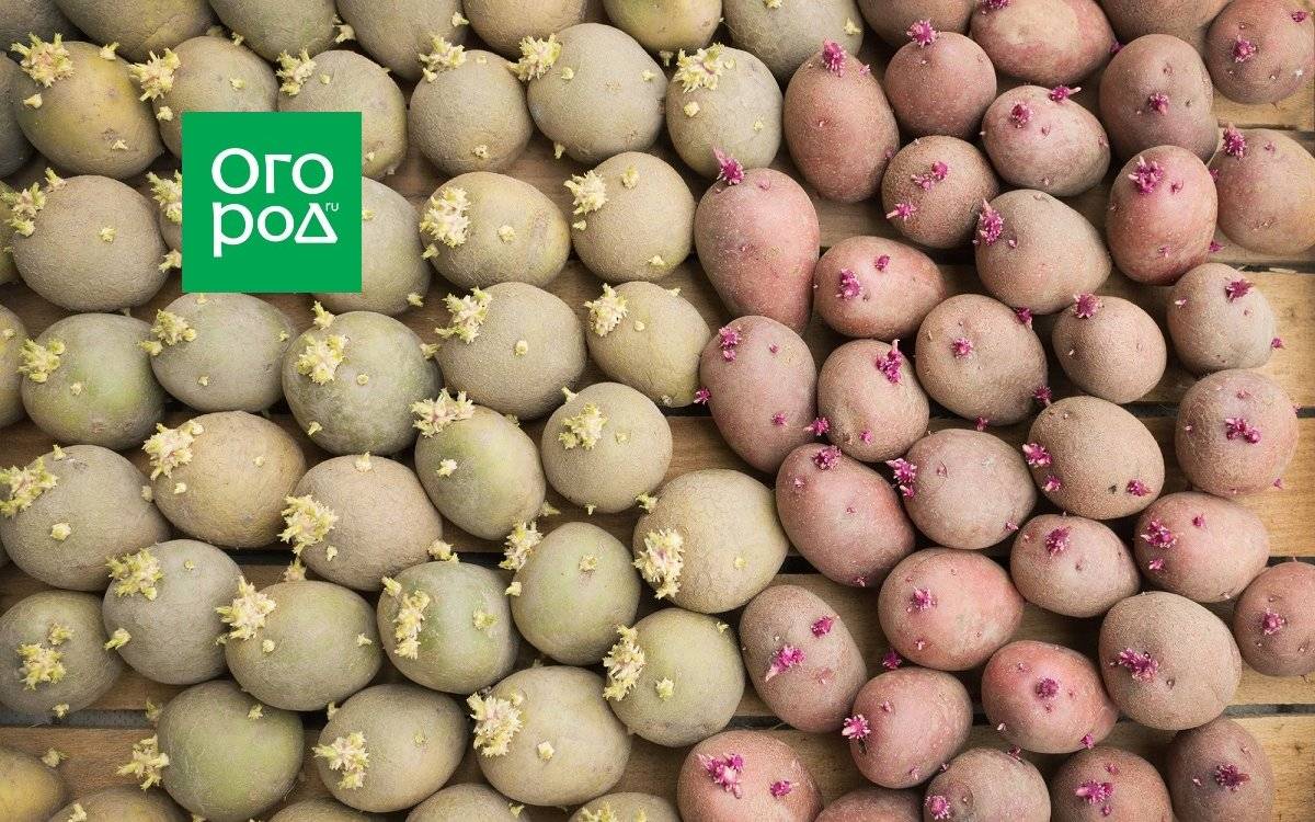 Почему нельзя есть проросший картофель