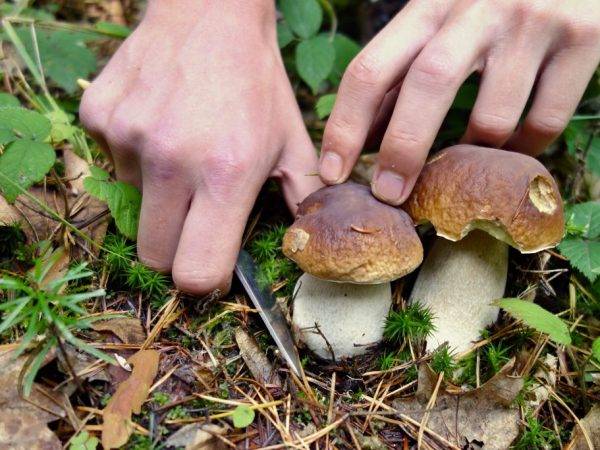 Грибы псковской области в 2021 году: лучшие места и сезон сбора