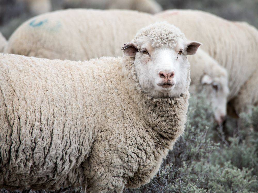 Причины брадзота у овец