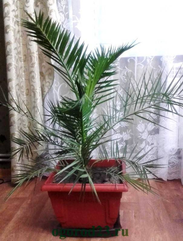 Как вырастить финиковую пальму из косточки: посадка и уход в домашних условиях