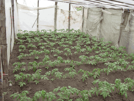 Высадка рассады помидор в теплицу: как правильно высаживать, посадить и сеять в парник томаты, выращивание
