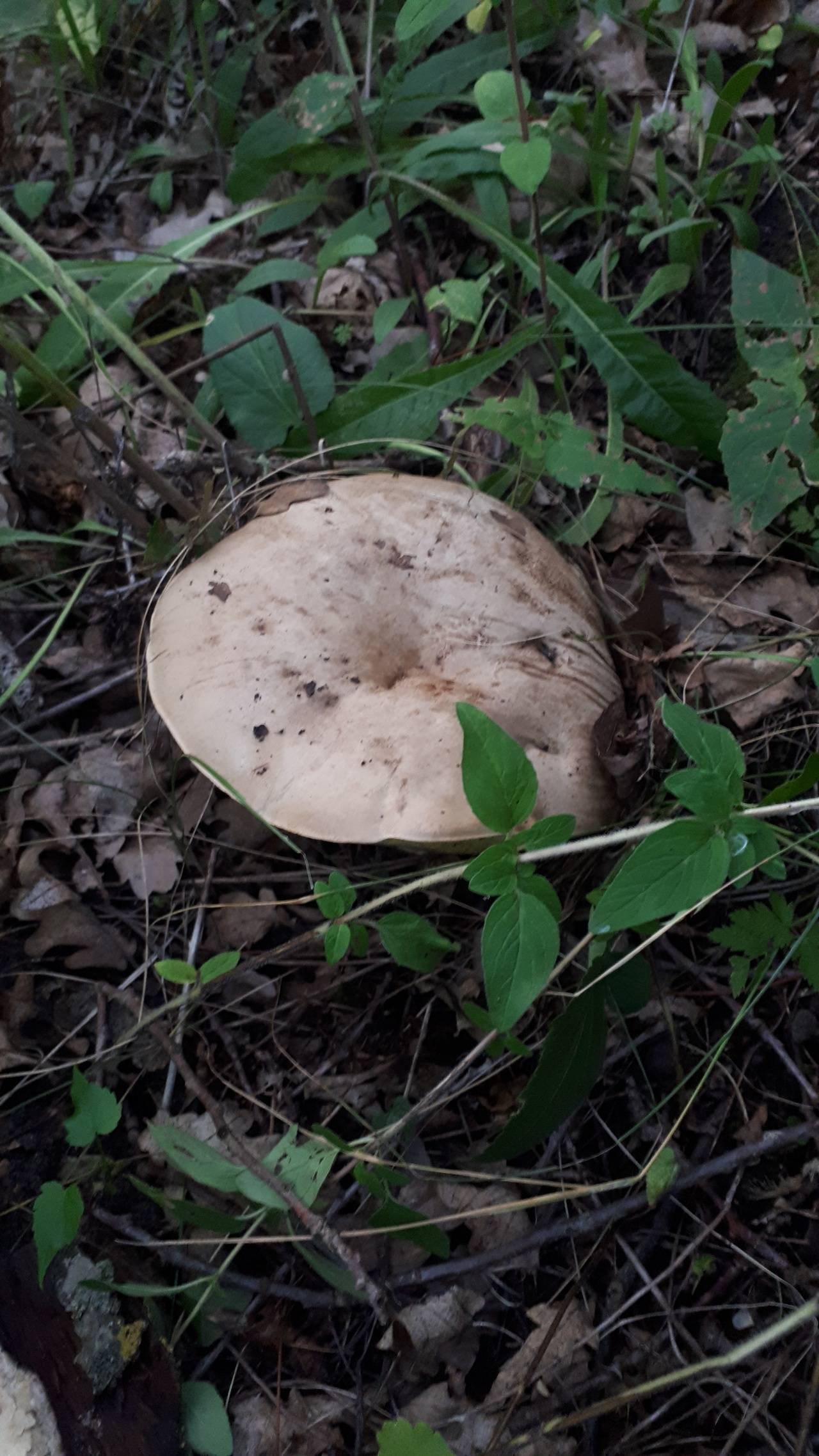 Боровик коренящийся (boletus radicans), описание гриба — agroflora.ru