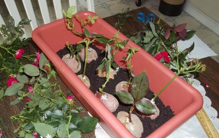 Размножение роз черенками летом: заготовка и укоренение черенков