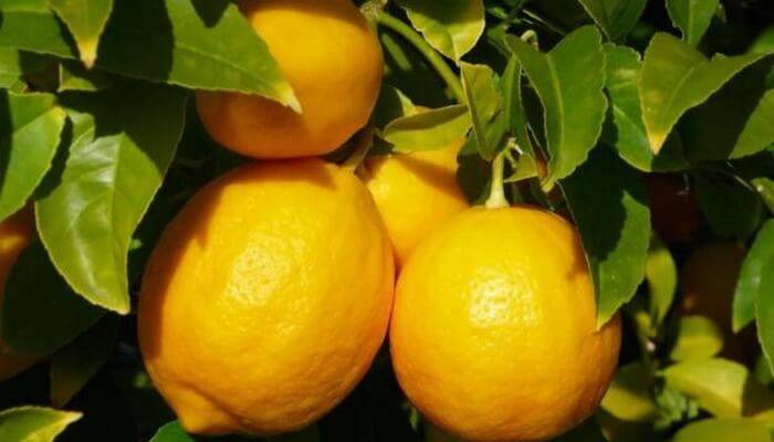 Лимон в домашних условиях, основные этапы выращивания и ухода, а также лучшие сорта с описанием, характеристикой и отзывами
