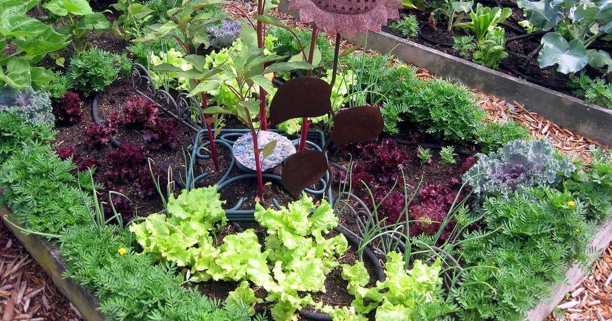 Что с чем сажать рядом: выгодное соседство овощей и растений - prosad.ru всё про сад и огород