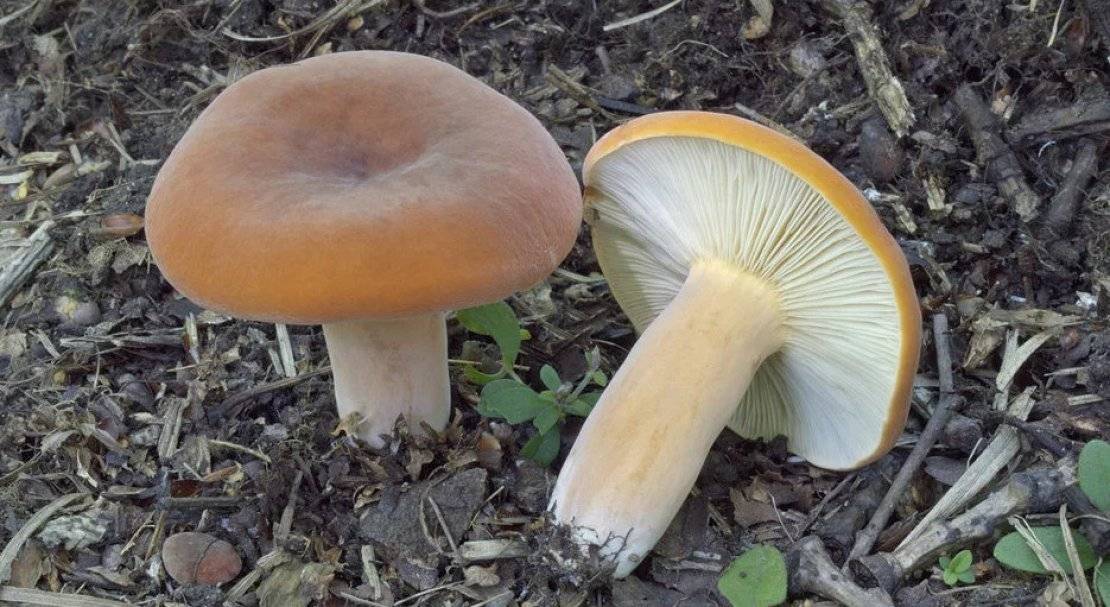 Как выглядит гриб подорешник фото и описание
