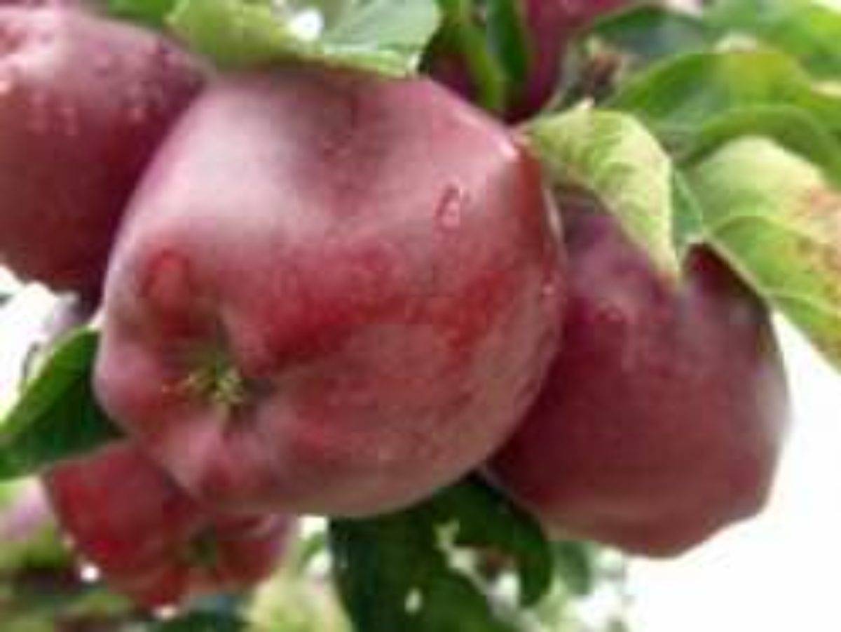 Выращивание яблони Елена