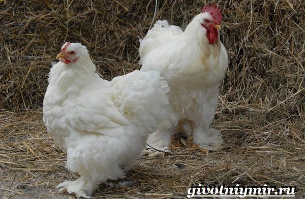 Брама порода кур. описание, особенности, уход и цена кур брама | животный мир
