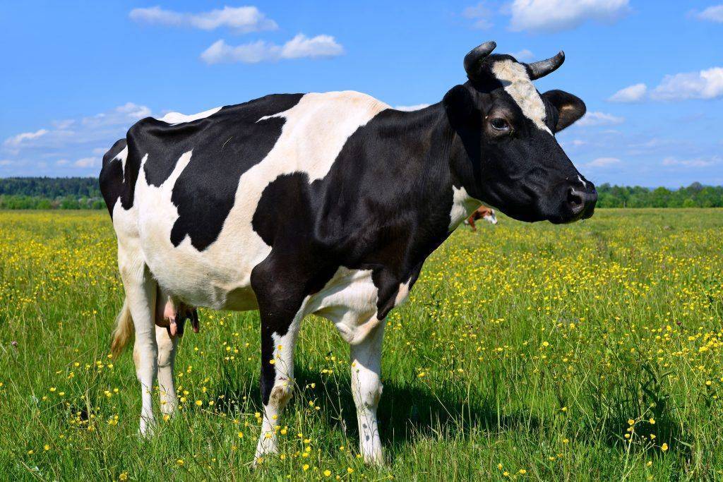 Понос у коровы: причины и лечение