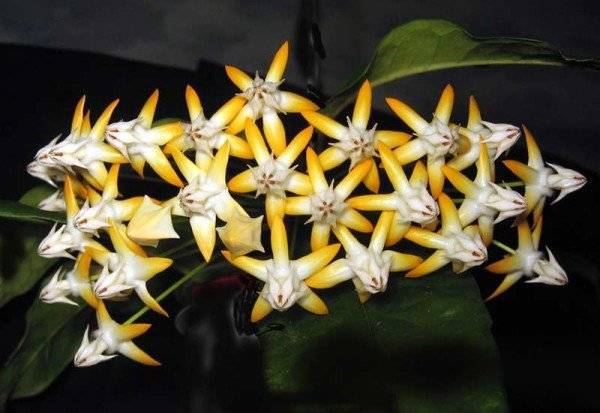 Хризантема мультифлора (52 фото): посадка шаровидной хризантемы в открытом грунте и тонкости ухода, выращивание различных сортов, зимовка в сибири