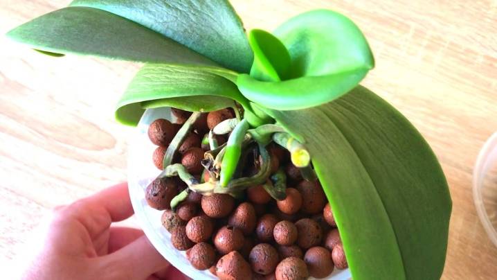 Орхидея в керамзите: эксперимент или еще один метод выращивания?