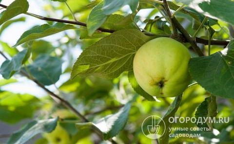 Яблоня спартан: особенности сорта и ухода