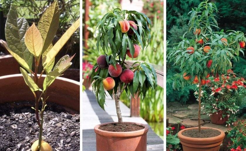 Как выращивать персик из косточки в домашних условиях – дачные дела