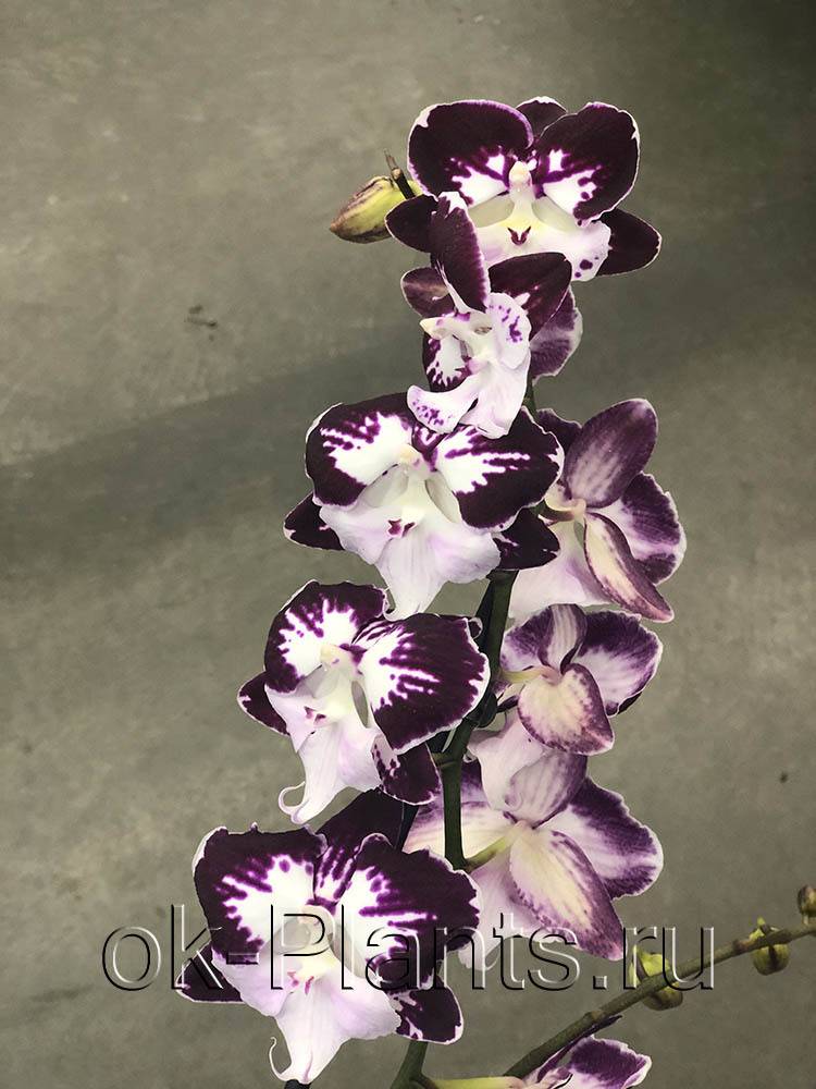 Орхидея легато — нежная бабочка среди фаленопсисов