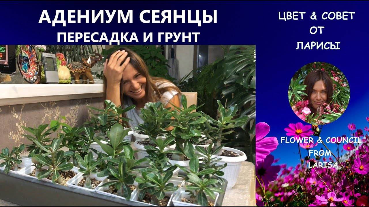 Адениум в домашних условиях - выращивание, уход, размножение, пересадка