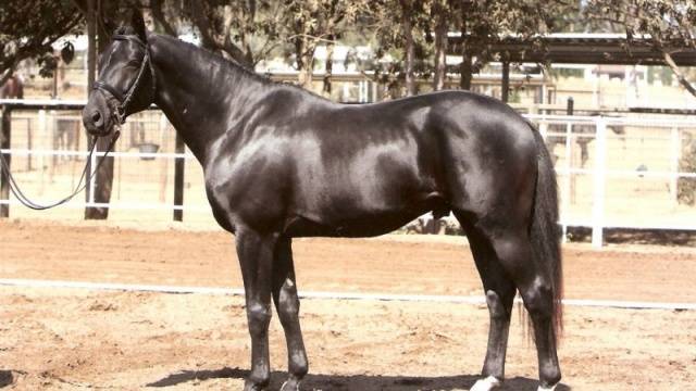 Тракененская порода лошадей: фото и видео, характеристика, описание и история