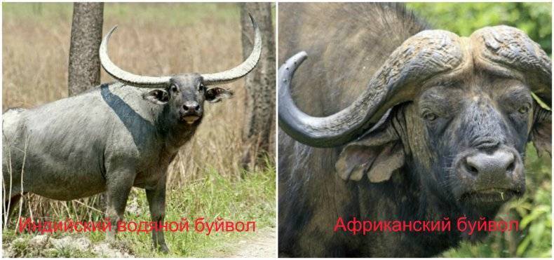 Разновидности буйволов