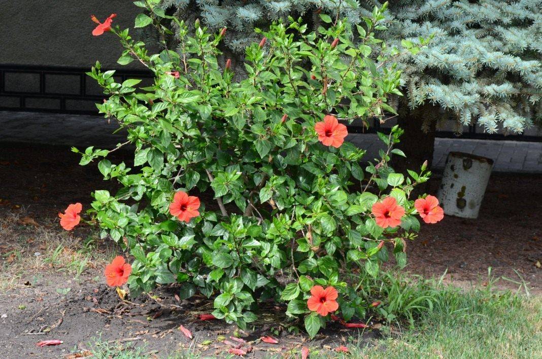Гибискус садовый или китайская роза — виды, выращивание в открытом грунте