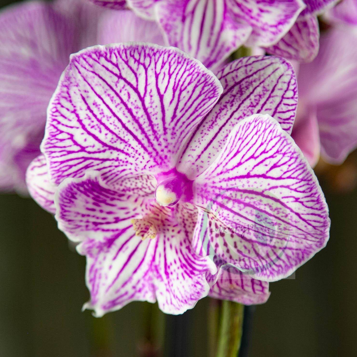 Фаленопсис мультифлора: сорта орхидеи с фото и названием, включая мираж, а также уход в домашних условиях