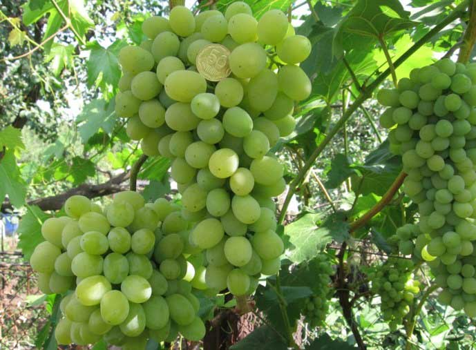 Гибридные формы (сорта) винограда народных селекционеров-любителей