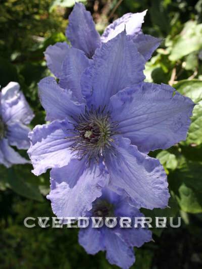 Клематис голубой ангел: описание, группа обрезки, тонкости выращивания с фото