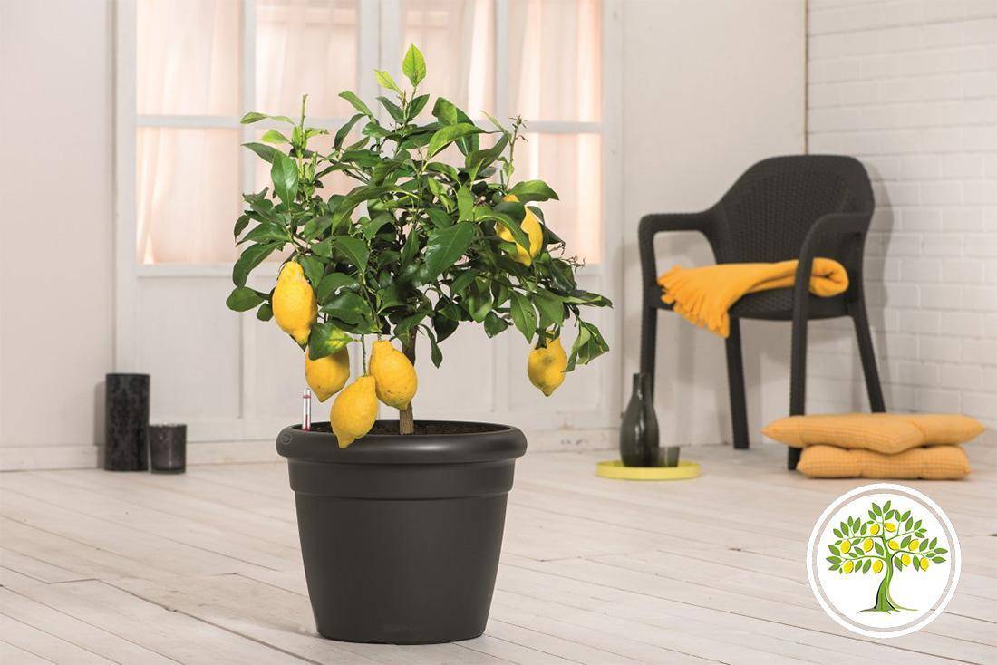 Почему у лимона желтеют листья и опадают в домашних условиях, что делать если желтеет комнатный лимон и осыпается